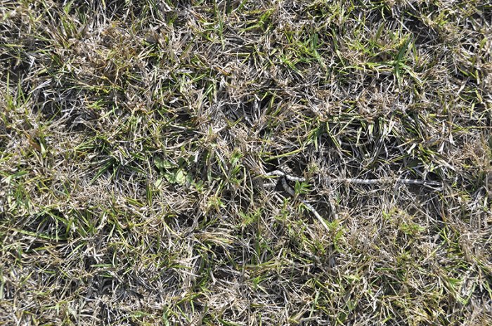 Grass texture