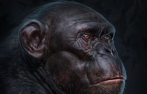 Анатомия примата - скульптинг шимпанзе в Zbrush