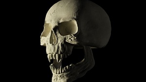 Модель черепа вампира в Cinema 4D