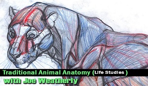 Рисование животных в Photoshop (основы анатомии)