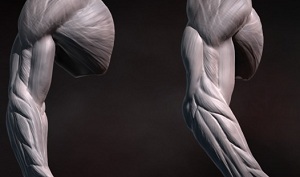 Скульптинг человеческой руки в ZBrush