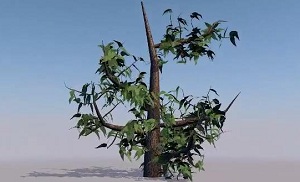 Растущее дерево в Cinema 4D