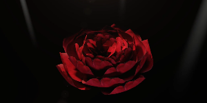 Реалистичная роза в Cinema 4D