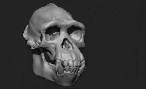 Анатомия примата - скульптинг черепа шимпанзе в Zbrush